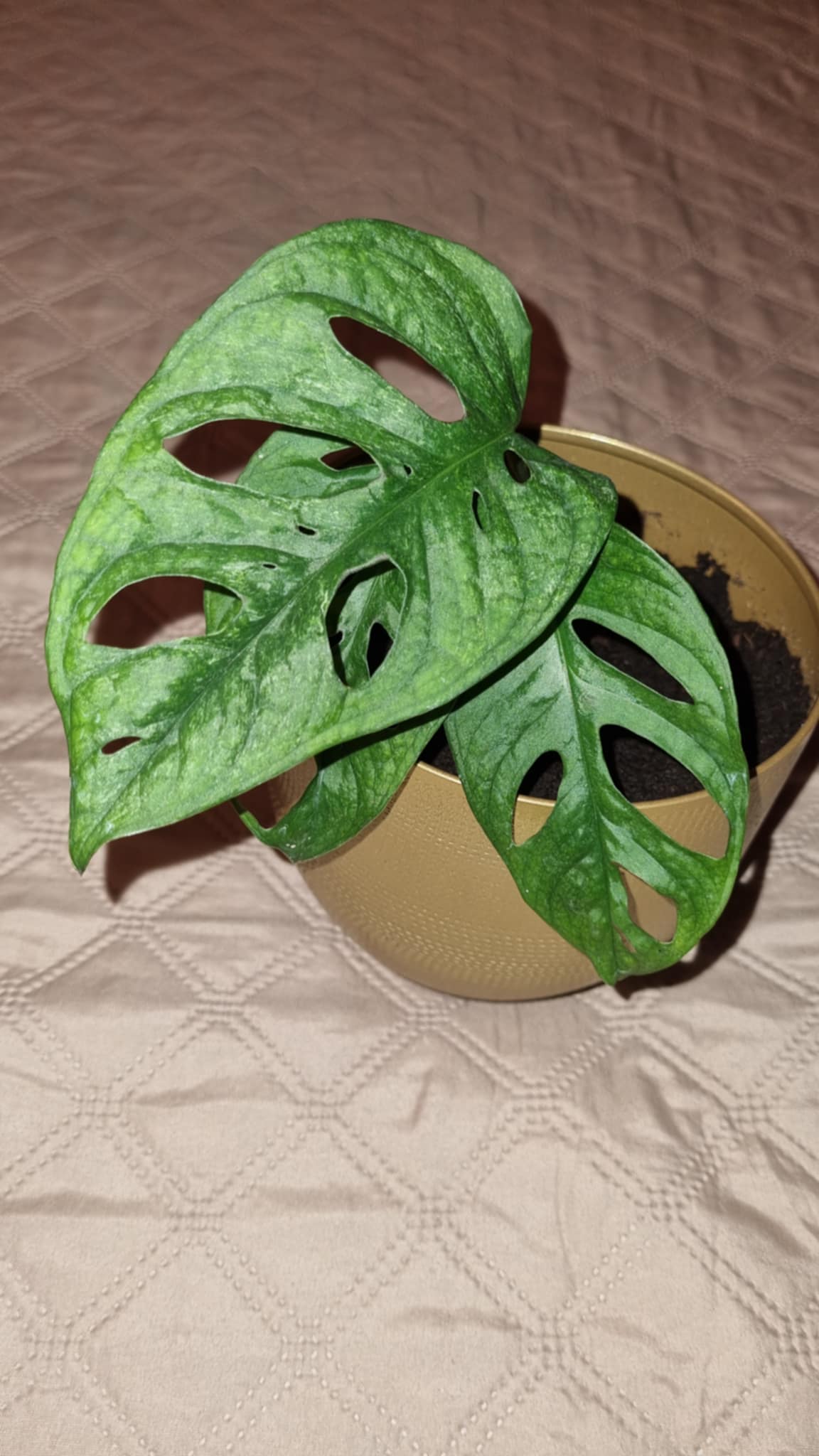 Monstera Adansonii Mint Image 1